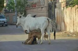 - dando mamÃ¡ jigsaw puzzle