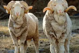 פאזל של - carneiro