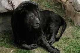 פאזל של - leÃ£o preto