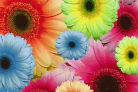 פאזל של Flores