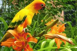 AGAPORNI ELEGANTE Y BELLO