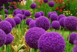 Allium