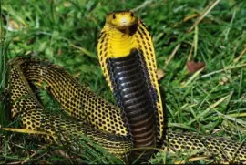 Naja Amarela
