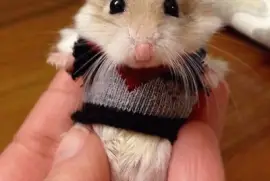 Percival o Hamster