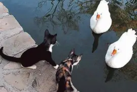 Patos   gatos