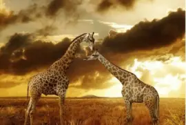 Girafas ao por do sÃ³l