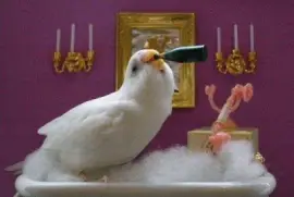 Calopsita maluquinha