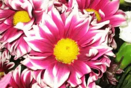 FaraÃ³n jigsaw puzzle