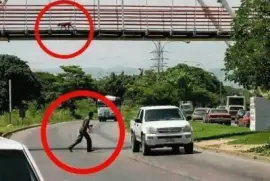 EL PERRITO Y EL AMINAL.