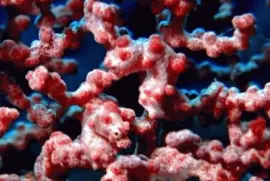 see the seahorse?-54