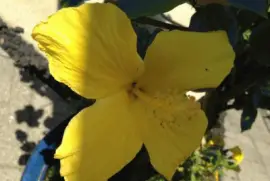 Yellow Flower