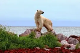 polar bear-57