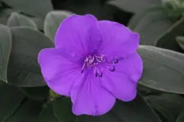 tibouchina