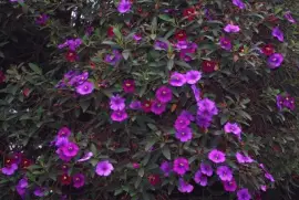 tibouchina