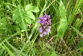 Wild flowers Radipole lake