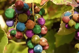 uvas