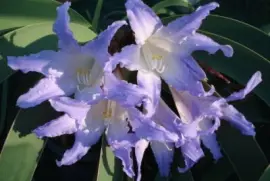 fleurs: Worsleya procera