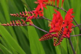fleurs: crocosmia