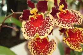 OrquÃ­dea  Oncidium variegatium