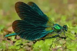 Caballito del Diablo (Calopteryx maculata)