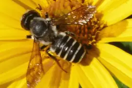 Megachilidae en Girasol - Pensilvania