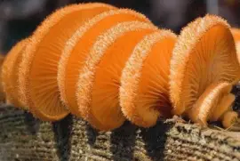 Crepidotus crocophyllus