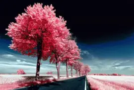 - paisagem,(b) jigsaw puzzle