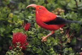 - passaro,(a) jigsaw puzzle