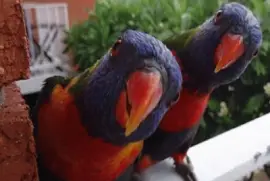 - maritaca,(a), jigsaw puzzle