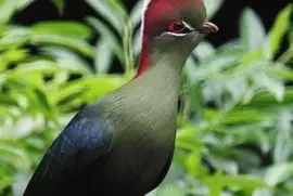 - passaro,(d) jigsaw puzzle