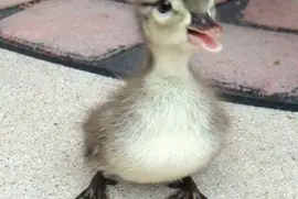 - passaro,(d) jigsaw puzzle