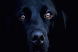 - cachorro,(a) jigsaw puzzle