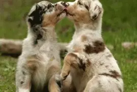 - cachorro,(b) jigsaw puzzle