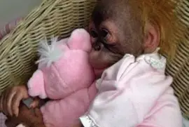 - macaco,(av) jigsaw puzzle