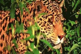 - onÃ§a,(a) jigsaw puzzle