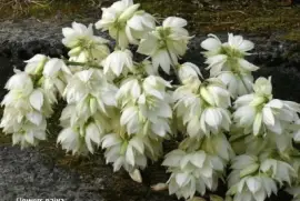 fleurs jigsaw puzzle