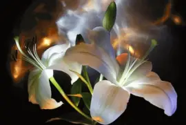 fleurs: lys jigsaw puzzle