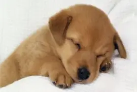 sept14 jigsaw puzzle