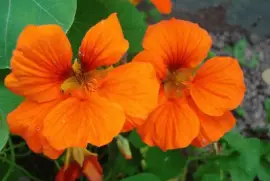 capucine jigsaw puzzle