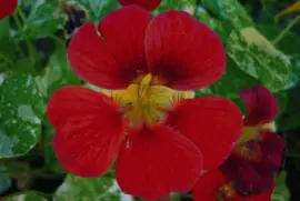 capucine jigsaw puzzle