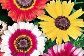 SÃ¡lvia jigsaw puzzle