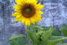 girasol jigsaw puzzle