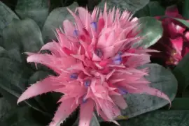 Bromelia2
