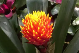 Bromelia4