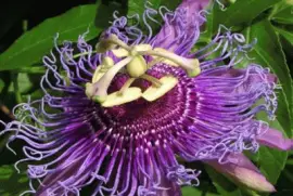 pasiflora