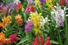 fleurs: orchidÃ©es