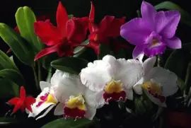 orquÃ­deas