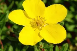 potentilla