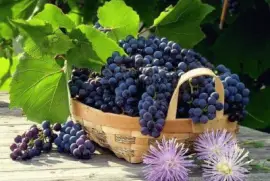 uvas