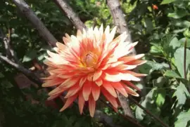 dahlia
